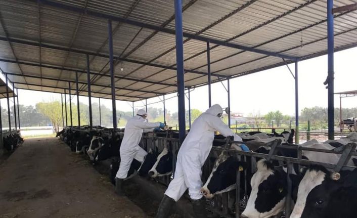 Aydın’da hayvancılık destekleme tespitleri ve hayvan hastalıkları ile mücadele çalışmaları sürüyor