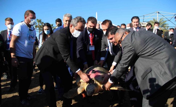 Bakan Kurum ve Özer tedavisi tamamlanan 2 caretta carettayı denize bıraktı