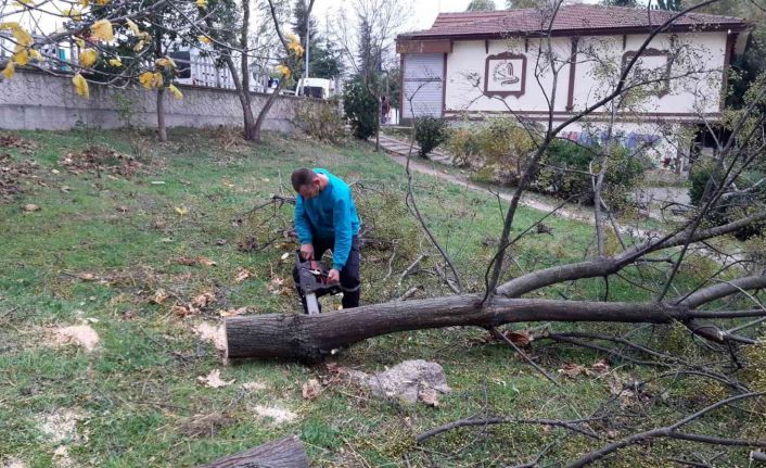 Başiskele’de fırtınadan devrilen ağaçlar kaldırıldı