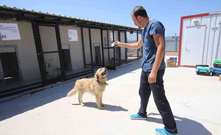 Bayraklı Belediyesi 1 yılda 4 bin 740 sokak hayvanına sağlık hizmeti verdi