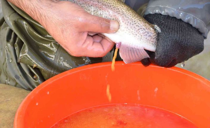 Bebek gibi bakılıyor tek tek el masajıyla yumurtaları alınıyor
