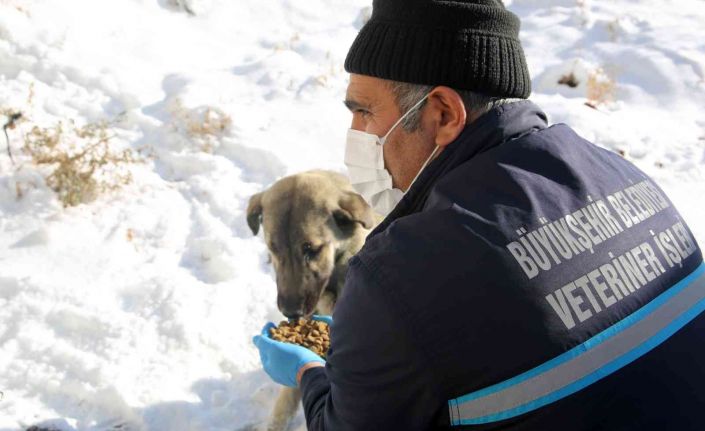 Büyükşehir’in ekipleri yaban hayatını korumak için doğaya yem bırakıyor