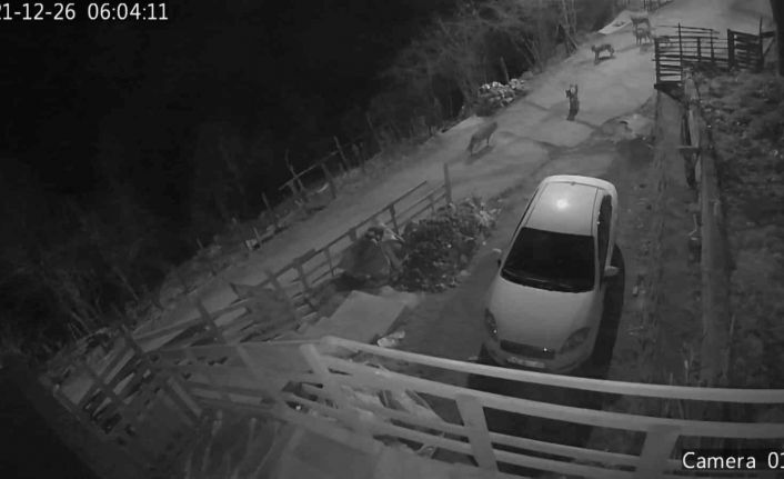 Giresun’da aç kalan kurtlar yerleşim yerine indi