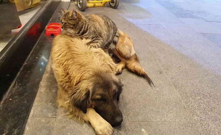 Gümüşhane’de tilki ile kedinin, kedi ile köpeğin dostlukları ilgi çekiyor