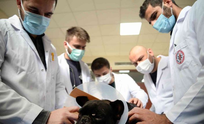 Hayvan Hastanesi’nde hizmet 7/24 devam ediyor