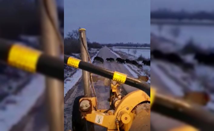 Kar temizleme çalışması yapan greyderi gören domuz sürüsünün kaçış anı kamerada