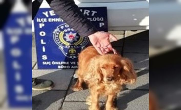 Kaybolan köpeği için polisten yardım istedi