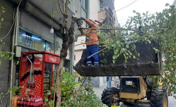 Kilis’te ağaçlar budanıyor