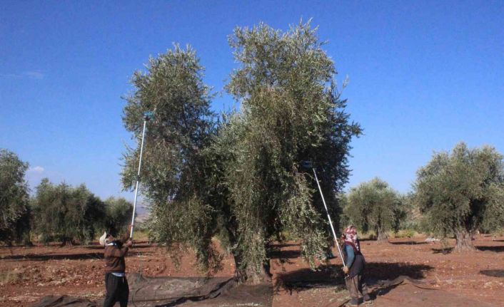 Kilis’te zeytinyağı fabrikaları tam kapasite çalışıyor