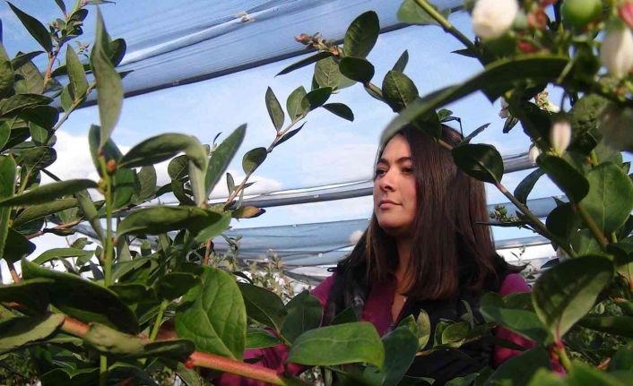 Kilosu 160 TL’den alıcı bulan yaban mersinlerini çocuklarından ayırt etmiyor