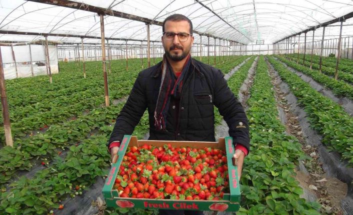 Kış ortasında hasat edilen çilek kilosu 22 liradan satılıyor