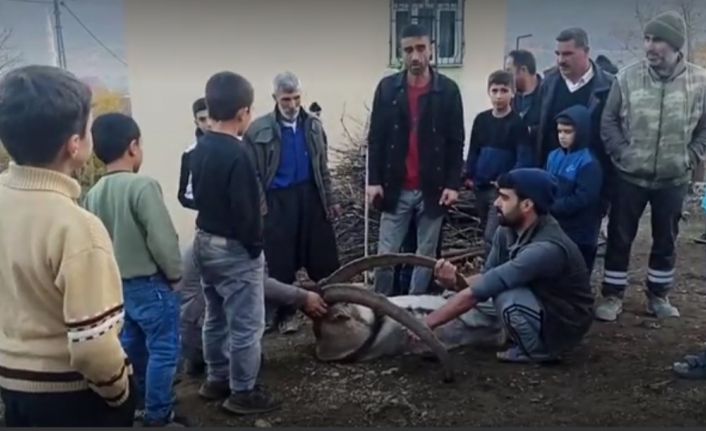 Köye inen dağ keçisi zarar görmesin diye saatlerce nöbet tuttular