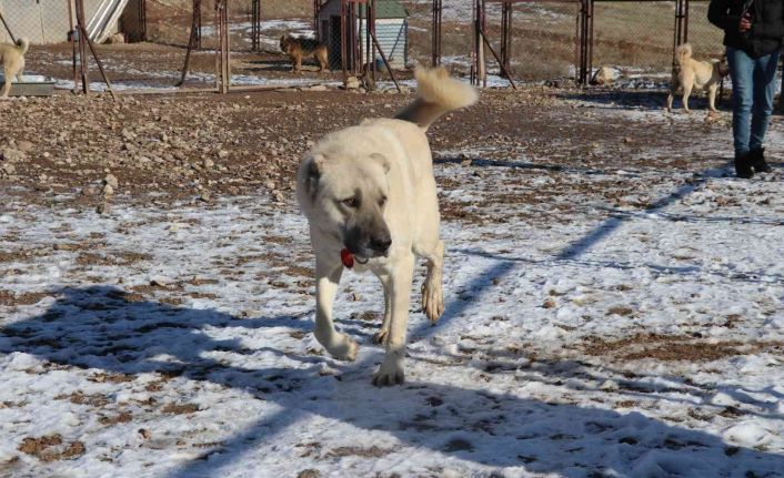 Laboratuvar köpeği olan pitbullar insan elinde katilleşiyor