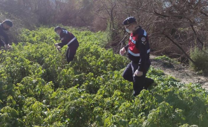 Milas’ta 17 bin 660 kök kenevir ele geçirildi
