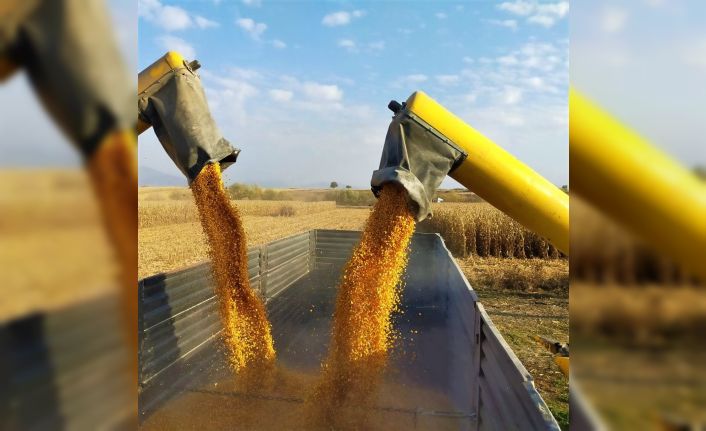 Mısır çiftçinin yüzünü güldürdü