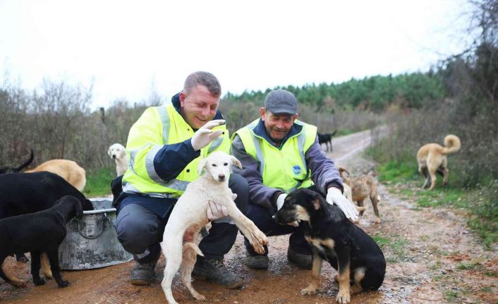 Okul tatil olunca yemekleri sokak hayvanlarına götürdüler