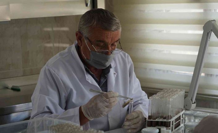 Ormanlara zarar veren milyonlarca zararlı böcek, yırtıcı böceklerle imha ediliyor