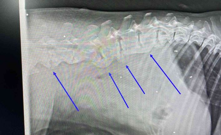 Otomobilin çarptığı köpeğin vücudunda onlarca saçma ile yaşadığı ortaya çıktı