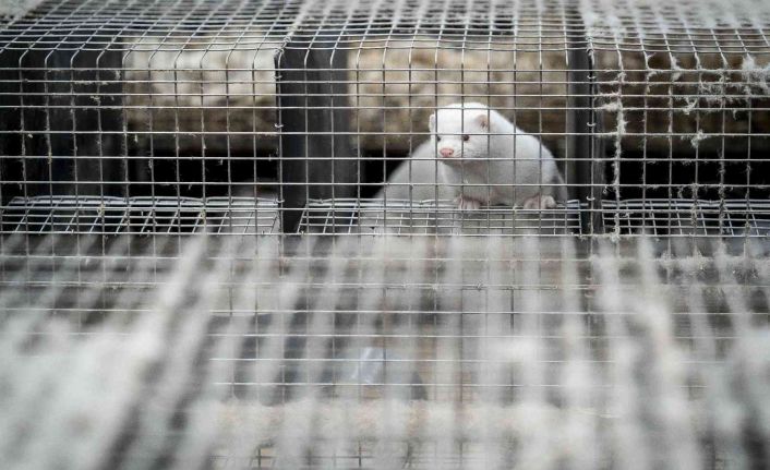 Polonya’da covid-19 tespit edilen 500 vizon 90 gün karantinaya alındı