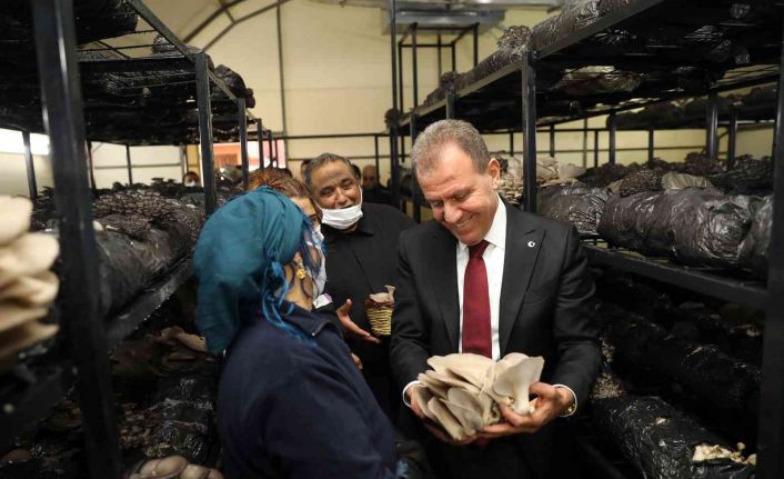 Roman aileler için kurulan mantar tesisinde ilk hasat yapıldı