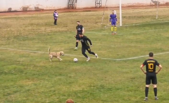 Sahaya giren köpek maçı durdurdu, renkli görüntüler yaşandı