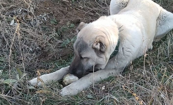 Şeker bağımlısı köpek dikkat çekiyor