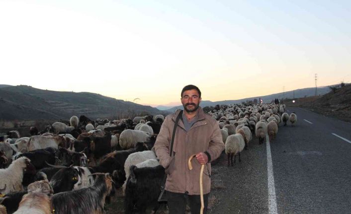 Siirt’te 10 bin lira maaşla çalıştıracak çoban bulamıyorlar