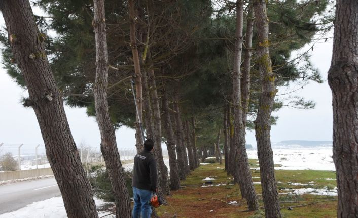 Sinop Belediyesi’nden devrilen ağaçlara müdahale
