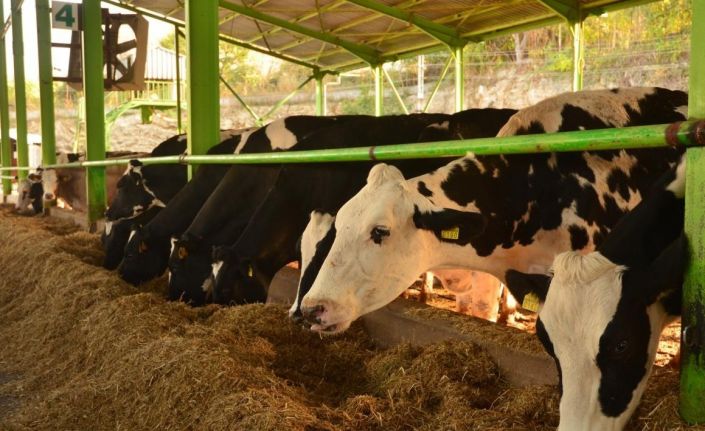 Sütte fiyat artışının sebebi besiciler değil