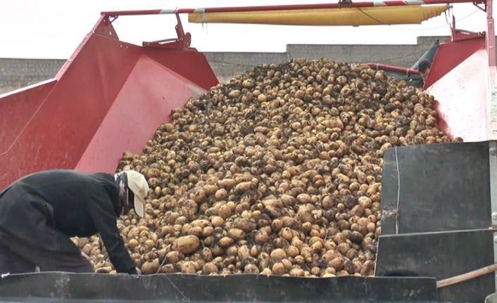 Tarladan sofraya patates