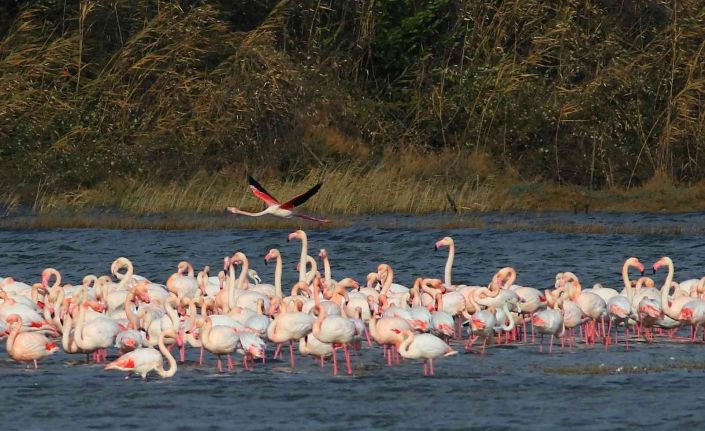 Türkiye’nin en değerli sulak alanlarından Hersek Lagününde görsel şölen