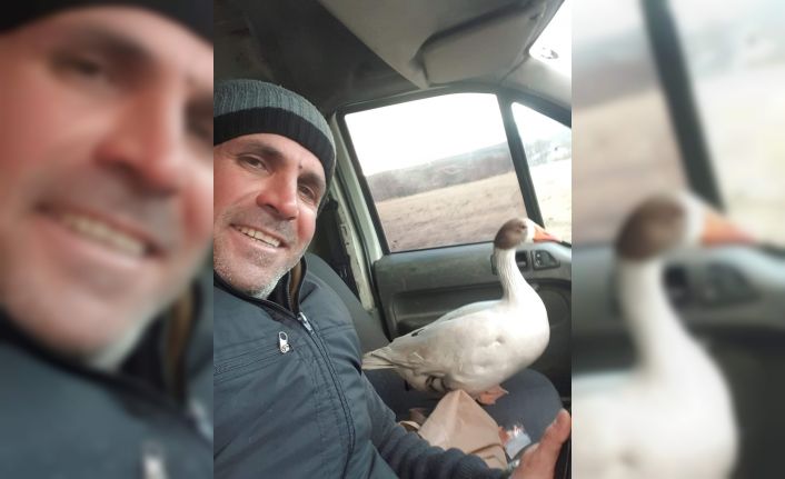 Vatandaşın yolda bulduğu ve aracına aldığı kaz ile şiveli diyaloğu güldürdü