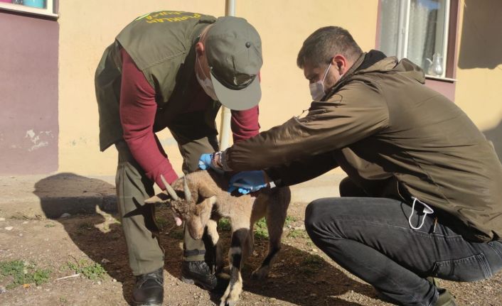 Yaralı halde bulunan koruma altındaki yaban keçisi tedavi altına alındı