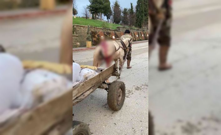 Yaralı haldeki at yük arabasını çekmekte zorlandı, vatandaşlar tepki gösterdi