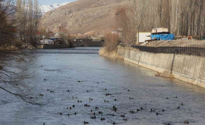 Yeşilbaşlı gövel ördekler Çoruh Nehrini renklendiriyor