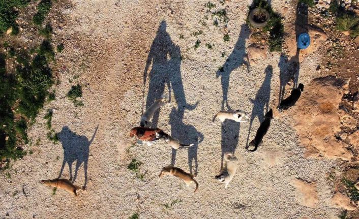 80 hayvana anne oldu, 53 köpek ile 27 kediyi sokaktan kurtardı