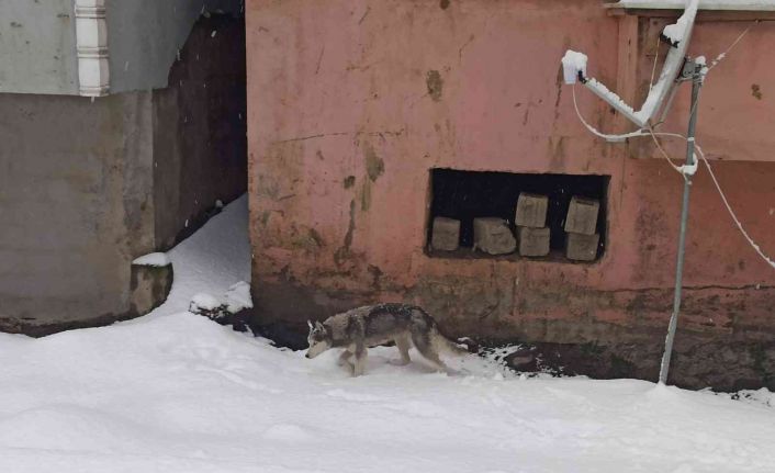 Aç kalan kurt ilçe merkezine indi, görenler telefonuna sarıldı