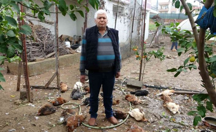 Aç kalan sokak köpekleri kümese saldırdı, 80’e yakın tavuk telef oldu