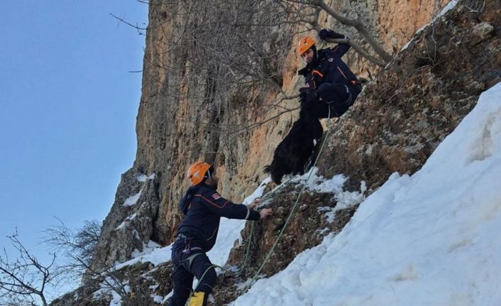 AFAD ekipleri 8 gündür dağda mahsur kalan 7 keçiyi tekne ile kurtardı