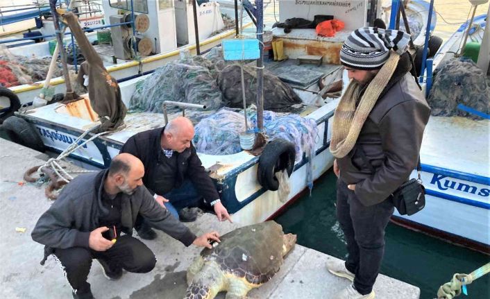 Akdeniz’in simgesi bir bir ölüyor... İki haftada ikinci kez bulundu