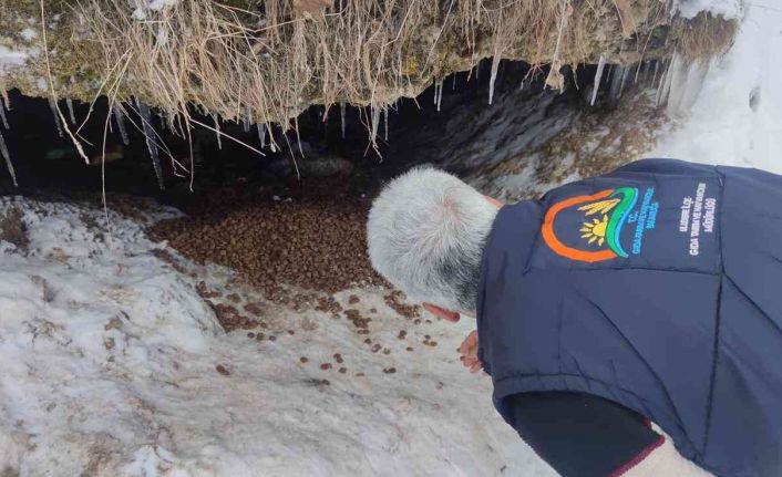 Annesiz kalan 7 yavru köpeğe Tarım ve Orman Müdürlüğü sahip çıktı