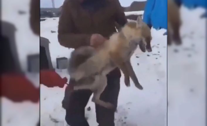 Ardahan’da tilkiye yapılan eziyetin görüntüleri tepki çekti, Valilik harekete geçti