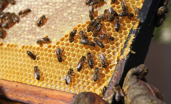 “Arıcılığın Başkenti”nde arıcılara yüzde 50 hibeli arı ve kovan desteği