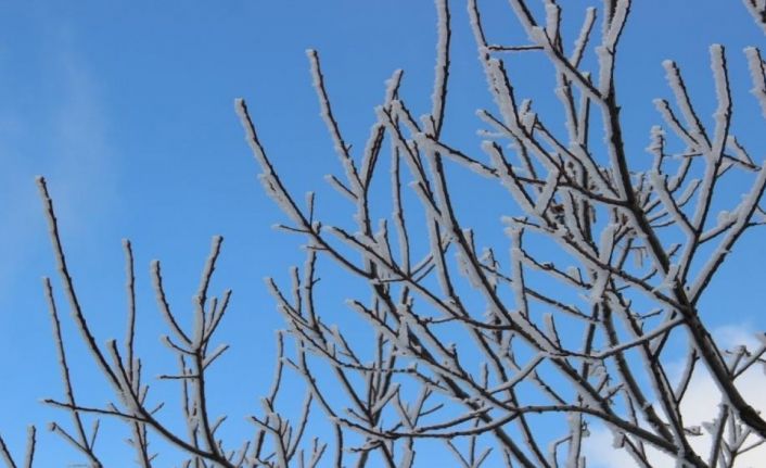 Aydın’da zirai don bekleniyor