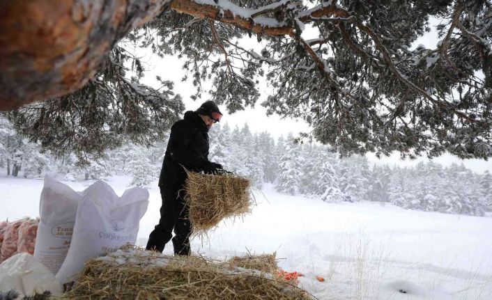 Bakan Pakdemirli kışın besin bulamayan yaban hayvanları için doğaya yem bıraktı