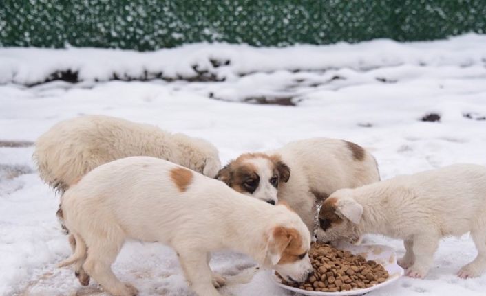 Başiskele’de sokak hayvanlarına mama desteği