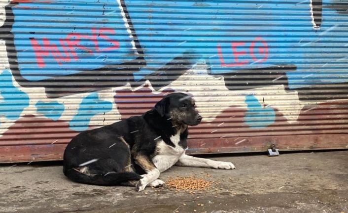 Beyoğlu’ nda kar yağışından etkilenen sokak hayvanlarına mama ve su yardımı