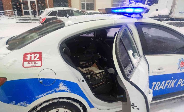 Bingöl’de donmak üzere olan köpeklere polisler sahip çıktı