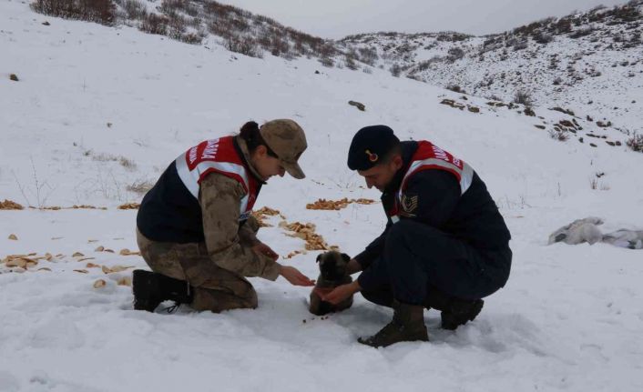 Bingöl’de jandarma, sokak ve yaban hayvanlarını unutmadı