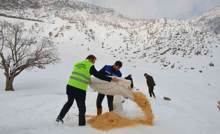 Bir zamanlar PKK’nın kol gezdiği dağlarda yaban hayvanları arttı: Kepçelerle Tanin Dağına ulaşılıp yem bırakıldı